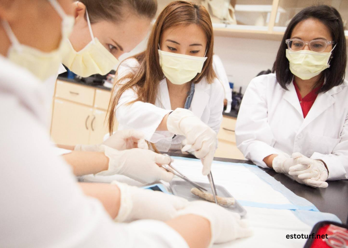 Elevating Your Skills through Dentistry Continuing Education