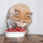 Catering to Carnivores: Why Raw is Right for Your Cat