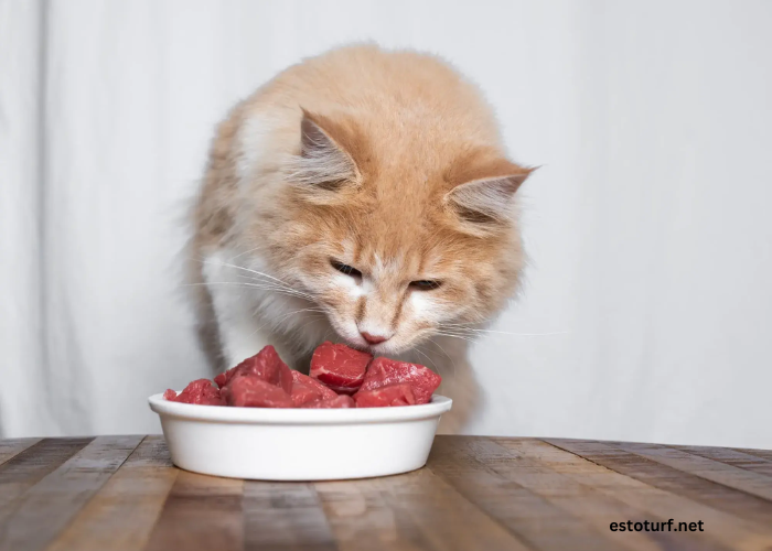Catering to Carnivores: Why Raw is Right for Your Cat