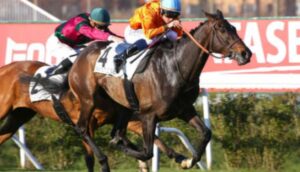 turf complet blogspot