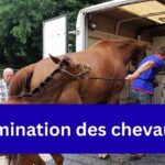 élimination des chevaux