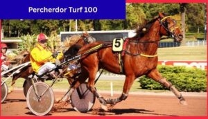 Percherdor Turf 100